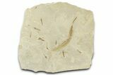 Fossil Willow Leaf and Crane Fly Mortality Plate - Utah #360082-1